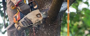 Best Fruit Tree Pruning  in West Livingston, TX