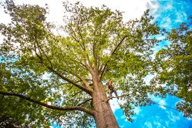 Best Hazardous Tree Removal  in West Livingston, TX