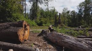 Best Leaf Removal  in West Livingston, TX
