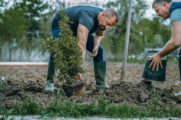 Best Landscape Design and Installation  in West Livingston, TX