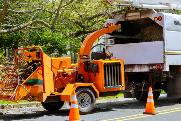 Best Root Management and Removal  in West Livingston, TX
