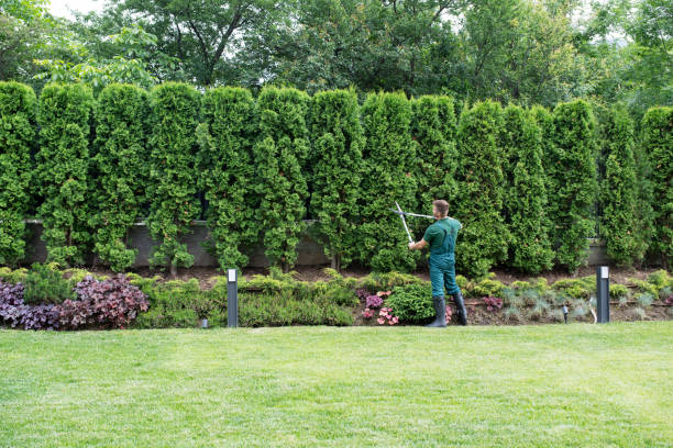 How Our Tree Care Process Works  in  West Livingston, TX