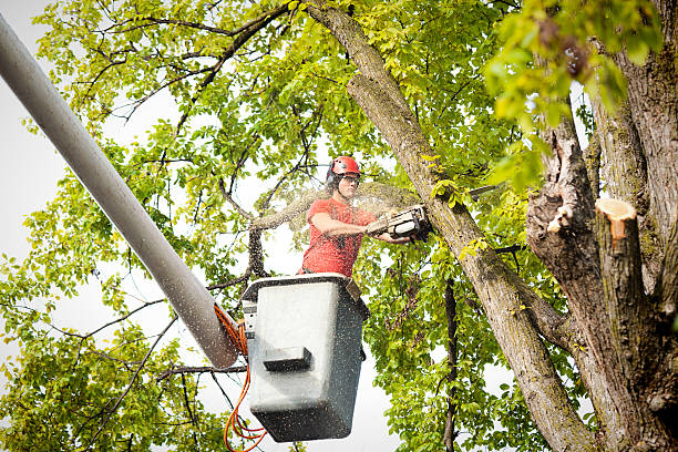 Best Palm Tree Trimming  in West Livingston, TX