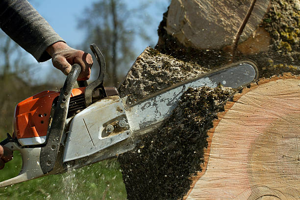 Best Arborist Consultation Services  in West Livingston, TX